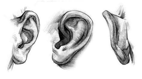 How To Draw Human Ears Step By Step