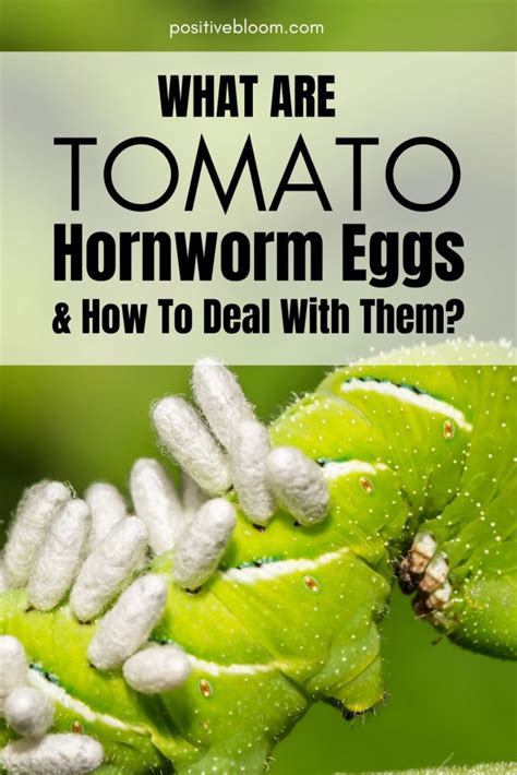 What Are Tomato Hornworm Eggs And How To Deal With Them?