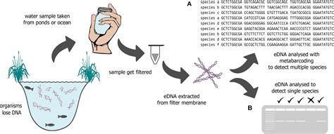 Frontiers | Forensics Meets Ecology – Environmental DNA Offers New Capabilities for Marine ...