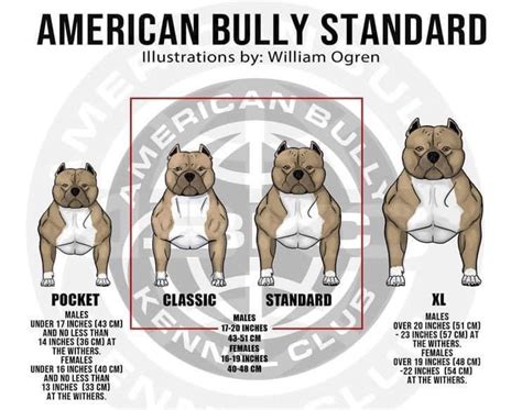 American Bully Xl How Big