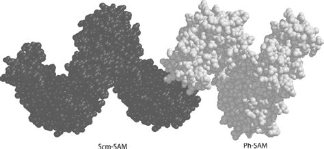 Three-dimensional model of the copolymer structure. The model was... | Download Scientific Diagram