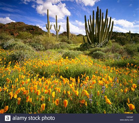 Sonoran Desert Wildflowers High Resolution Stock Photography and Images ...