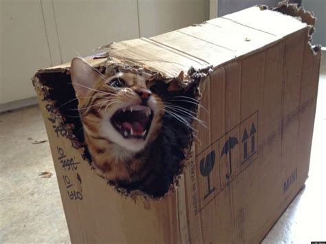 Bagel The Bengal Cat Has A Love/Hate Relationship With Boxes (PHOTOS) | HuffPost