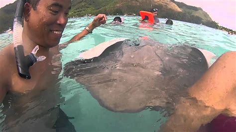 Things to do in Moorea: Snorkeling with Sharks and Stingrays - YouTube