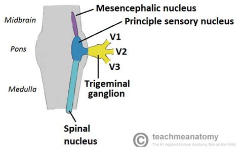 The Trigeminal Nerve (CN V) - Course - Divisions - TeachMeAnatomy