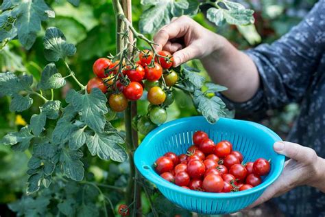 Crops to Harvest in September - BBC Gardeners World Magazine