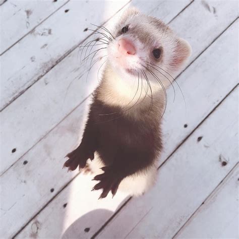 standing ferret | Funny ferrets, Ferret, Pet ferret