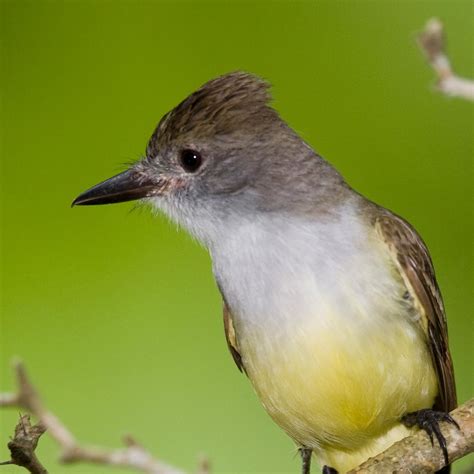 Brown-Crested Flycatcher | National Geographic