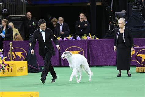 How Judges Pick the Winners at a Dog Show; Judges Explain Their Thought Process – American ...