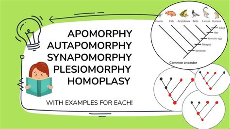 Apomorphy Synapomorphy Plesiomorphy Symplesiomorphy Homoplasy Autapomorphy with examples ...