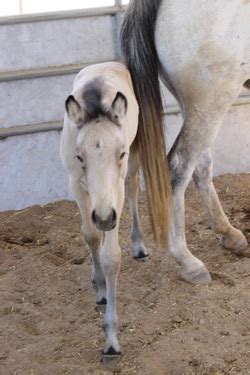 Brego - Toby's Legacy Equine Rescue