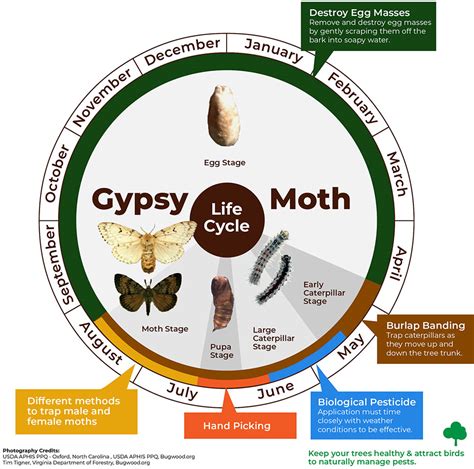 Diy Gypsy Moth Trap / European Gypsy Moth City Of Brantford : Select a clear plastic jar or ...