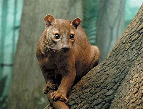 Il Fossa: animale esclusivo del Madagascar! - Un paradiso chiamato ...