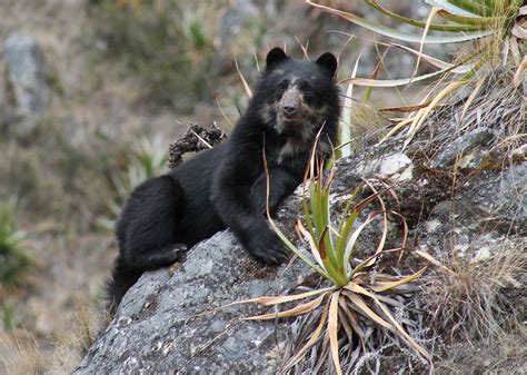 Spectacled Bear - Tremarctos ornatus - Carnivora