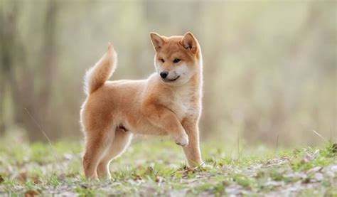 150+ Japanese Dog Names - Male & Female Name Ideas with Meanings | All Things Dogs