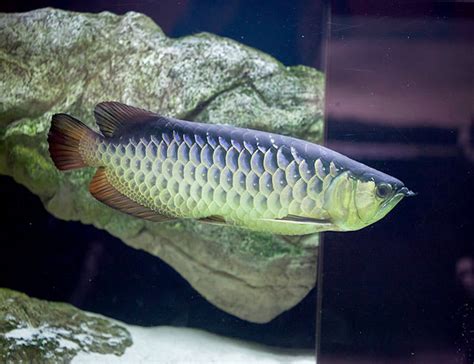 Silver Arowana Freshwater Aquarium Fish | AzGardens