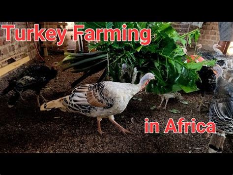 Turkey farming - YouTube