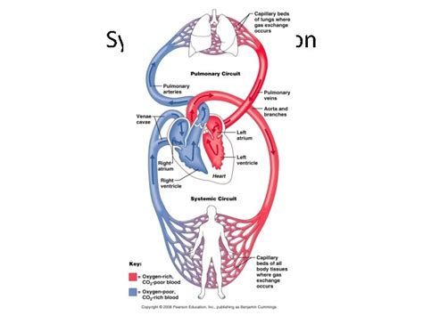 Circulatory System Heart and Blood Vessels Crash Course