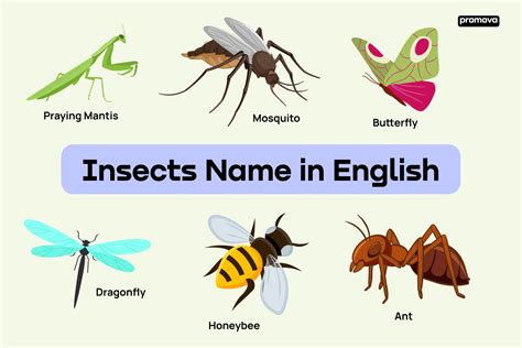 Insects Names In English