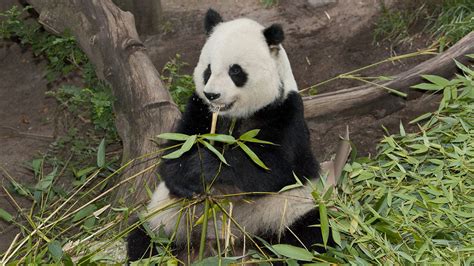 Timeline Giant Pandas at San Diego Zoo – NBC 7 San Diego