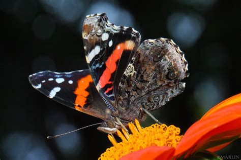 Red Admiral Butterfly - North American Insects & Spiders