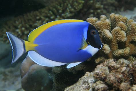 Powder Blue Tang Tank Mates Powder Blue Surgeonfish Tank Mates