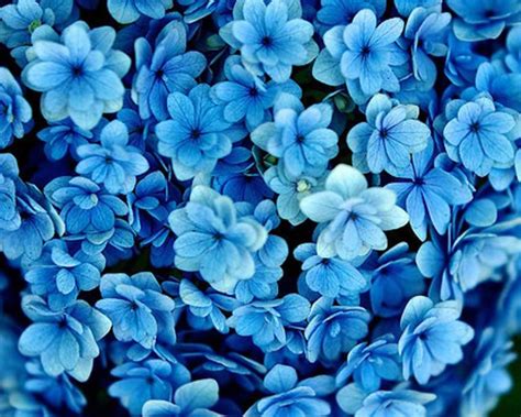 cynthia-selahblue (cynti19) Wallpaper: blue flowers | Blue flower wallpaper, Blue flowers ...