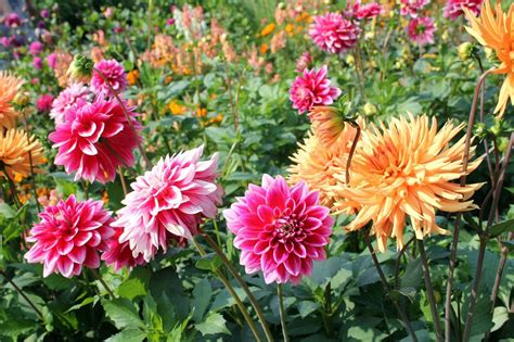 Dahlia Growing Tips - Caring For Dahlia Plants In The Garden | Gardening Know How