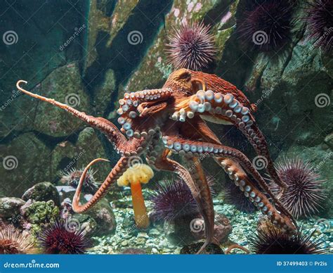 Giant Pacific Octopus (Enteroctopus Dofleini) Stock Image - Image of ...