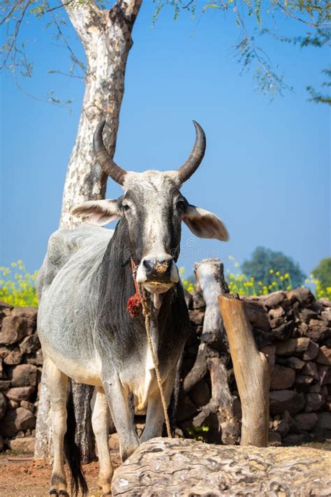 Indian Ox Cart Stock Photos - Free & Royalty-Free Stock Photos from ...