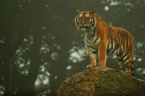 Tiger Standing on Rock | Swami vivekananda, Tiger, Rock