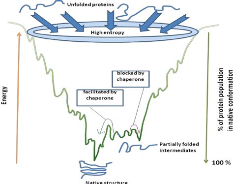 Mechanism of protein folding and role of chaperone | Download ...