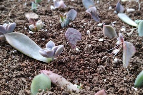 Succulent Propagation for Beginners - Sublime Succulents