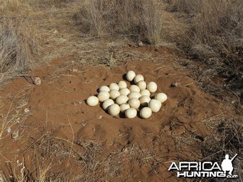 Ostrich nest Namibia - My Photo Gallery