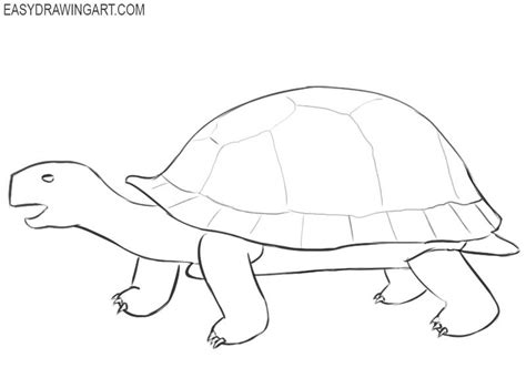 How to Draw a Tortoise | Easy Step-by-Step Guide