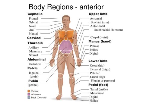 Anatomical Regions Of The Body Diagram