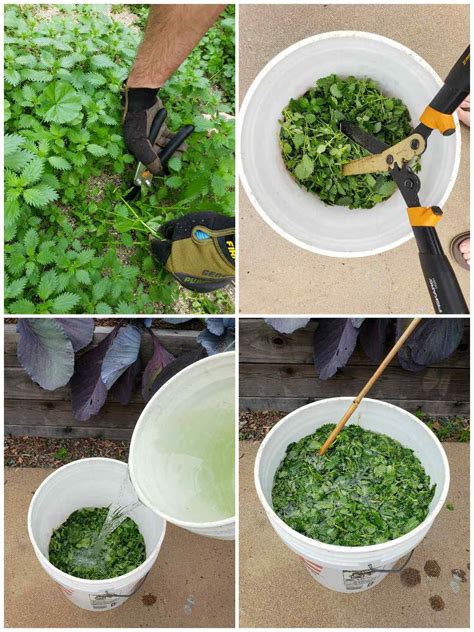 How to Make Stinging Nettle Fertilizer Tea to Feed Plants ~ Homestead ...