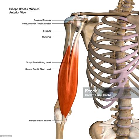 Biceps Brachii Muscles Isolated Anterior View Anatomy Labeled On White Background Stock Photo ...