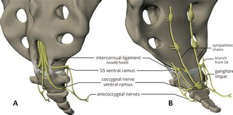 Coccyx Anatomy