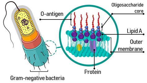 Toxins | Free Full-Text | Pathological and Therapeutic Approach to ...