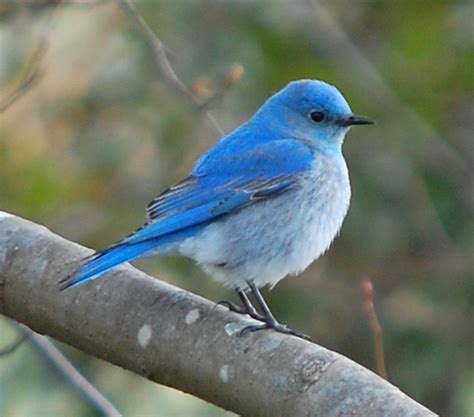 Nevada State Bird | Mountain Bluebird