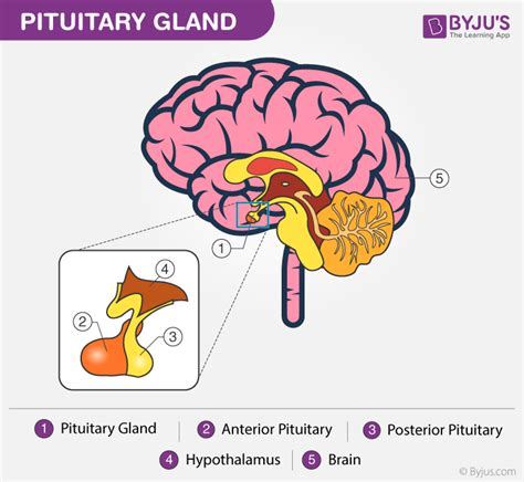 Pituitary Gland - Discover Its Anatomy, Functions And its Disorders