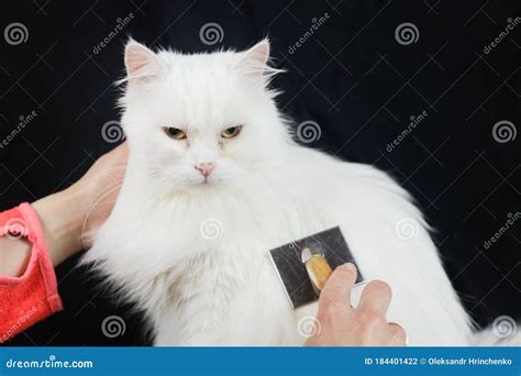 Cat Combing. Long Hair, Cat`s Hairstyle Stock Photo - Image of combing ...