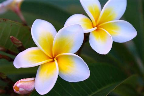 National flower of Laos ~ Dok Champa | Asian flowers, Plumeria flowers, Flowers