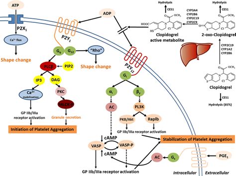 Clinical Pharmacokinetics and Pharmacodynamics of Clopidogrel ...