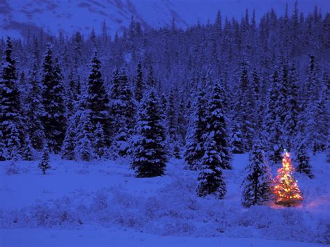 Snow covered pine trees beside pre-lit ... | Christmas tree images ...