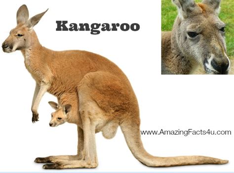 25 Amazing Kangaroo Facts That Will Surprise You | Amazing Facts 4U