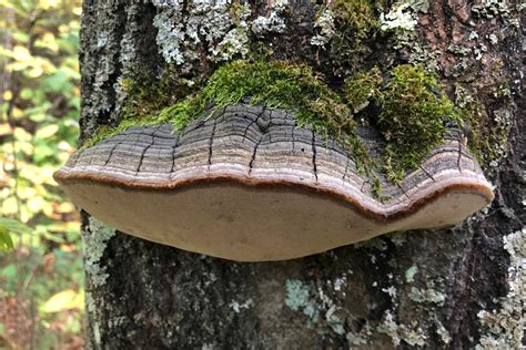 Fungus on Trees – North MN Outdoors