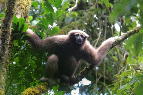 Five Fun Facts About Gibbons - The Leakey Foundation