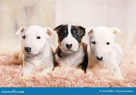 Miniature Bull Terrier Puppies - Bull Terrier Miniature Breeds A To Z The Kennel Club - The ears ...